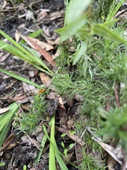 Hibbertia fasciculata