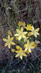 Triteleia ixioides ixioides