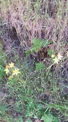 Triteleia ixioides ixioides