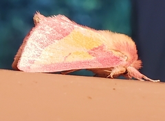 Hyparpax aurora