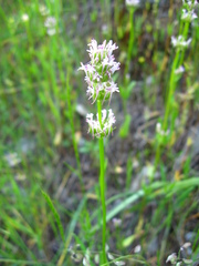 Plectritis ciliosa