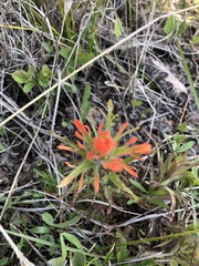 Castilleja hispida