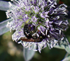 Hylaeus modestus