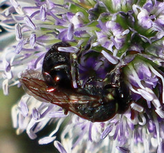 Hylaeus modestus