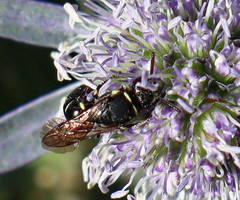 Hylaeus modestus