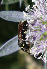 Hylaeus modestus