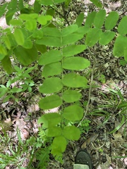 Amorpha ouachitensis