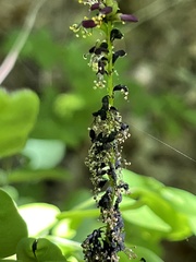 Amorpha ouachitensis