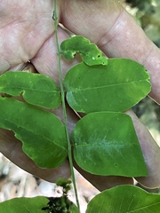 Amorpha ouachitensis