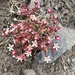 Pygmy-flower Rock-Jasmine - Photo (c) sjfarmer, some rights reserved (CC BY-NC)
