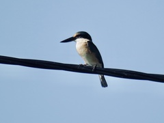 Todiramphus sanctus canacorum