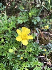 Ranunculus formosa-montanus