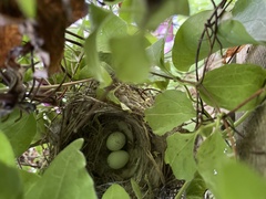 Setophaga caerulescens