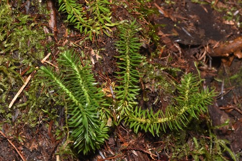 Image of Huperzia occidentalis by no rights reserved