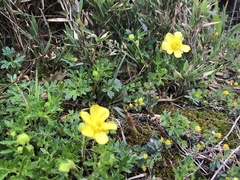 Ranunculus formosa-montanus