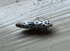 Ethmia bittenella