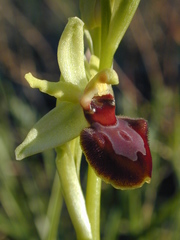 Ophrys sphegodes