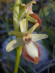 Ophrys exaltata