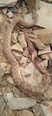 Daboia mauritanica