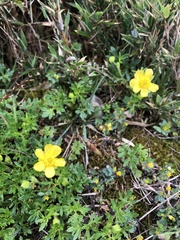 Ranunculus formosa-montanus