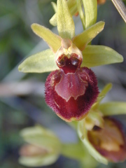 Ophrys exaltata