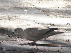 Streptopelia decaocto