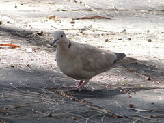 Streptopelia decaocto