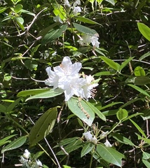 Rhododendron carolinianum
