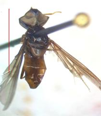 Ocyptamus dimidiatus