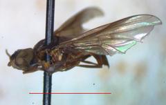 Ocyptamus dimidiatus