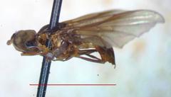 Ocyptamus dimidiatus