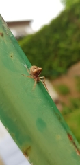 Gibbaranea bituberculata