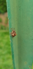 Gibbaranea bituberculata