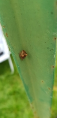 Gibbaranea bituberculata