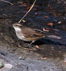 Cinclodes olrogi