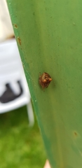 Gibbaranea bituberculata