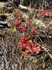 Drosera hirtella