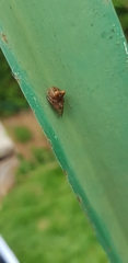Gibbaranea bituberculata