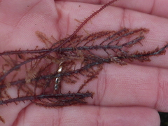 Neoptilota densa