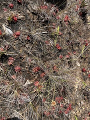 Drosera hirtella