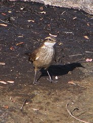 Cinclodes olrogi