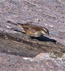 Cinclodes olrogi