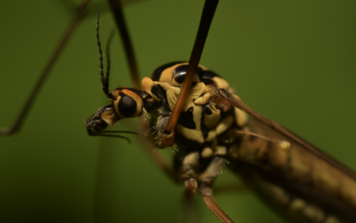 Spotted Cranefly