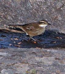 Cinclodes olrogi