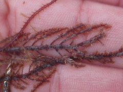 Neoptilota densa