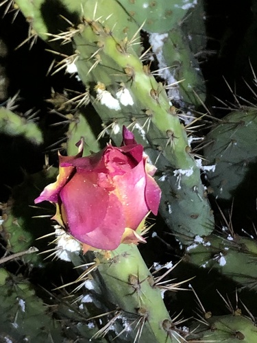 Opuntia × vaseyi, photograph 5