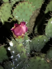 Opuntia × vaseyi, photograph (c) Lightning Star Sky / Skyler Noah Wall, some rights reserved (CC BY)
