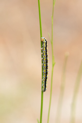 Sympistis perscripta