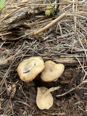 Clitocybe albirhiza