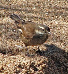 Cinclodes olrogi
